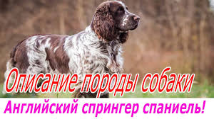 Во многих средневековых письменных свидетельствах упоминается валлийский спаниель. Velsh Springer Spaniel Foto Kupit Video Cena Soderzhanie Doma