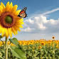 Calendar Girls The Musical event image