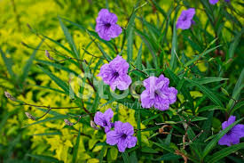 Nel mondo vegetale, il colore viola può indicare la. Fiore Blu Violetto Tromba Fotografie Stock Freeimages Com