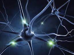 neurones