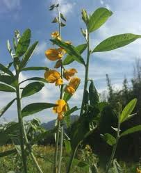 Image result for Crotalaria comosa
