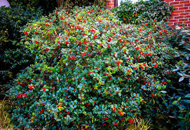Check out our blue holly berry selection for the very best in unique or custom, handmade pieces from our shops. Blue Prince And Princess Combo Holly Bush For Sale Online The Tree Center