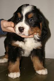 everything you need to know about bernese mountain dogs