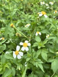 Image result for Bidens pilosa