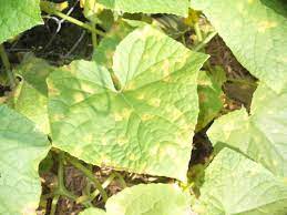 Yellow Spots On Cucumber Leaves Can Anyone Identify Pictures