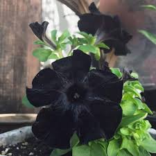 Sebenarnya, ada banyak jenis bunga yang bisa kamu bikin sketsanya, mulai dari bunga. 10 Bunga Dengan Kelopak Berwarna Hitam Cantik Dan Misterius