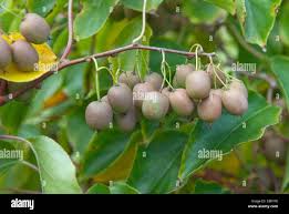 Image result for foto minikiwi