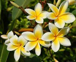 Planting Fruit Trees To Combat Climate Change Hunger And Poverty Magnolia Champaca Unusual Flowers Planting Fruit Trees Planting Flowers