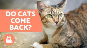 I think someone else tried to adopt her, and locked her in their house, and as soon as she could, she got out and came back to me. Do Cats Come Back When They Run Away