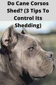 Do Cane Corsos Shed 3 Tips To Control Its Shedding Do Cane Corsos Shed A Lot Cane Corsos Shedding Guide Does A Cane Corso Shed Do Cane Corsos 2020 Cane Corso