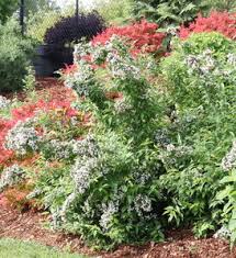 Image result for Albertisia exelliana