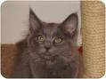 Russian Blue - Wikipedia