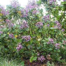 Image result for Wigandia urens