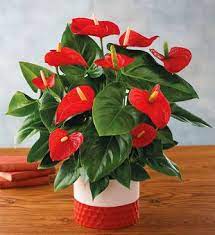 6 Red Anthurium Decoracao Com Plantas