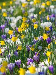 Flowers bulbs for sale online. Flower Bulb Collections For Sale Buy Quality Flower Bulb Collections Online At Wholesale Prices Kiss My Grass