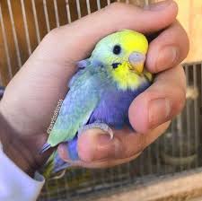 Rainbow Budgies Parakeets Cute Baby Animals Pet Birds Baby Animals