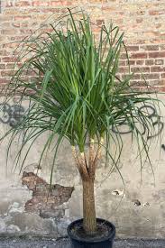 Image result for Beaucarnea