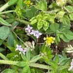 Image result for Sherardia arvensis