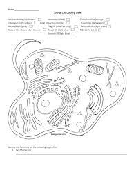 Animal cell coloring worksheet answers. Name Animal Cell Coloring Sheet Cell Membrane Ligh Brown