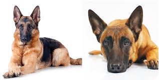 They were bred to be shepherd dogs; Belgian Malinois Vs German Shepherd Which Is The Best Family Dog All Things Dogs All Things Dogs