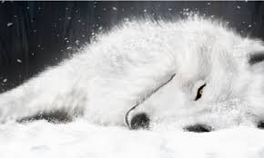 Follow the vibe and change your wallpaper every day! White Wolf Wallpaper Download To Your Mobile From Phoneky