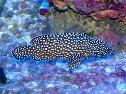 Black And White Spotted Saltwater Fish Pin On Ocean And Sea Fish