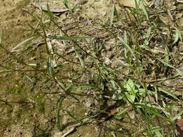 Image result for Oldenlandia fastigiata