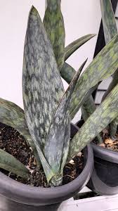 Image result for Xerophyta pauciramosa
