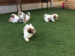 We also practice social distancing when we place customers into our playrooms to visit with the. Champion Lineup Shih Tzu Puppies Sale Sreeganesh Farm Dogs For Sale In Errammanzil Colony Hyderabad Secunderabad Click In