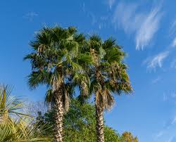 Image result for Washingtonia