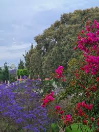 أبها abha plants wedding