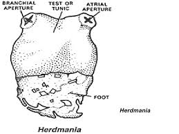 Herdmania Metamorphosis Metamorphosis History Zoology
