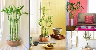 Huge savings for bamboo decorations home decor. 25 Awesome Lucky Bamboo Home Decor Ideas Balcony Garden Web