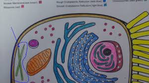 Check spelling or type a new query. Animal Cells Diagram Quizlet