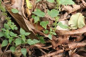 Image result for Acalypha brachystachya