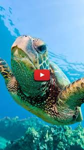 We did not find results for: Sea Turtle Aesthetic Wallpaper Cute Aesthetic Wallpaper Turtle Sea Turtle Photography Underwater In 2021 Sea Turtles Photography Turtle Wallpaper Turtle Background