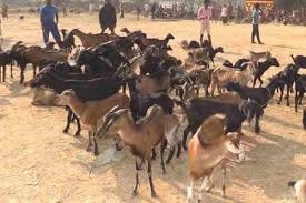 Goat Farming Project Report 100 5 Goat Farm Business Plan