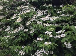 Check spelling or type a new query. Plant Id Forum White Flowering Bush Need Help Identifying Please Garden Org