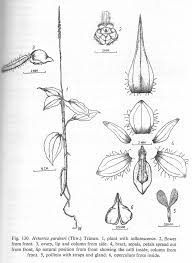 Image result for Hetaeria