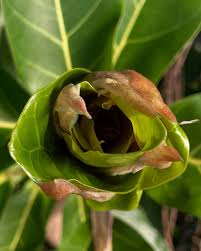 Image result for Ficus lutea