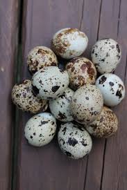 Small White Bird Eggs With Brown Spots 12 Blown Coturnix Quail Eggs By Glennwoodsfarm On Etsy Quail Eggs Quail Blown Eggs