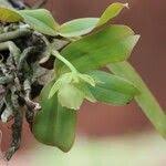 Image result for Rhipidoglossum kamerunense