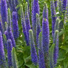 Spicata prefers average to moist soil with excellent drainage in full or part sun. Veronica Spicata Royal Candles Spike Speedwell