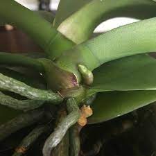 Dorothy You Should Only Remove Any Old Leaves If They Have Completely Orchid Roots Flower Spike Orchid Plant Care