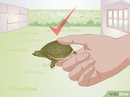 Saved this little florida softshell turtle crossing the road at merritt island nwr. 3 Ways To Care For A Soft Shelled Turtle Wikihow