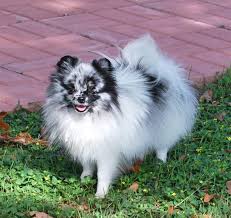 This is merle pomeranian puppy (male) for sale by mypetslibrary on vimeo, the home for high quality videos and the people who love them. Merle Pomeranains Dee Dee S Pomeranians