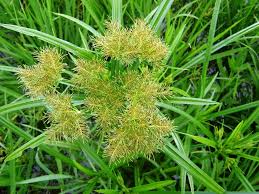 Image result for Cyperus sp. (ex Mariscus sp.no.1)