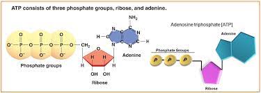 Maybe you would like to learn more about one of these? Biologi Gonzaga Soal Essay Metabolisme Sel