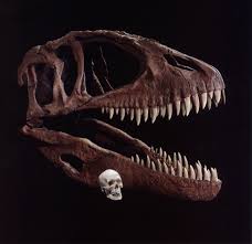 Carcharodontosaurus skull: