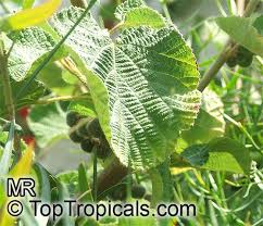 Image result for Grewia villosa